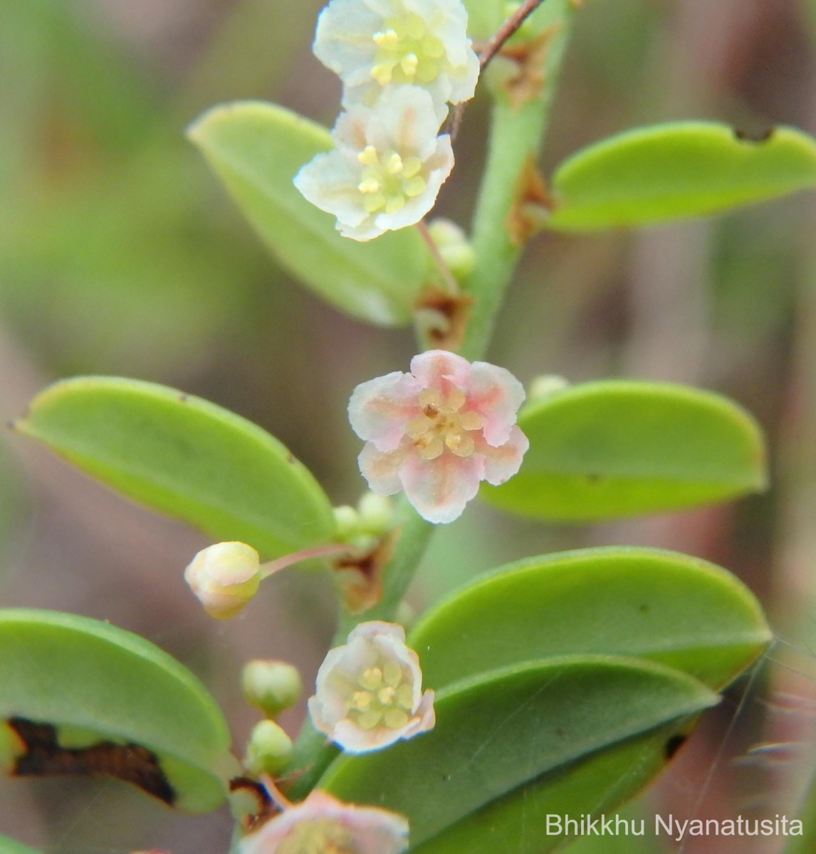 Phyllanthus wheeleri G.L.Webster